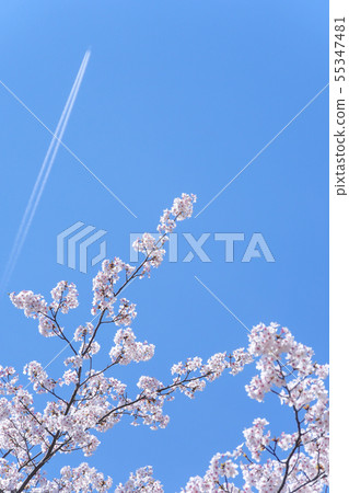 藍天和櫻花 55347481
