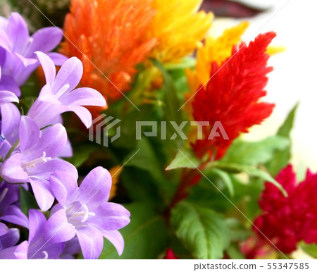 Bellflower Bellflower 55347585