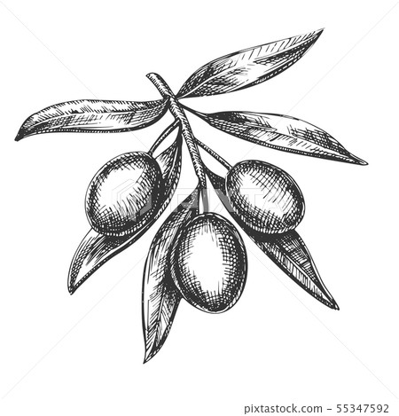 Agricultural Fresh Olive Tree Branch Ink Vector Agricultural Fresh Olive Tree Branch Ink Vector 55347592