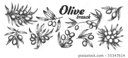 Assortment Different Olive Branch Set Ink Vector 55347614
