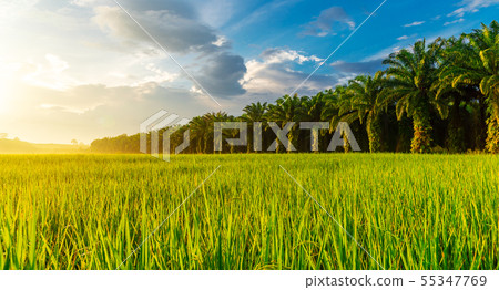 Rice field panorama with sunrise or sunset in Rice field panorama with sunrise or sunset in 55347769
