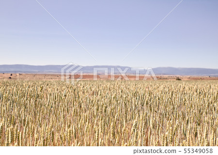 Scenic view of wheat field 55349058
