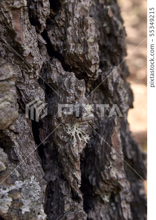 black coleoptera on the bark of a pine 55349215