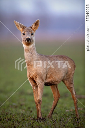 Roe deer, capreolus capreolus, doe walking on a field with mud on hoof. 55349913