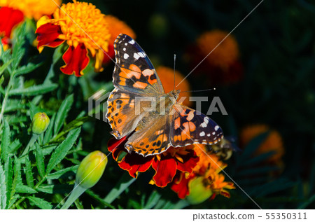 Painted lady butterfly, Vanessa cardui, adult on orange marigold in summertime 55350311