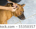 Female hand cleaning ear of dog from earwax. 55350357
