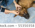 Female hand cleaning ear of dog from earwax. 55350358