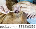 Female hand cleaning ear of dog from earwax. 55350359