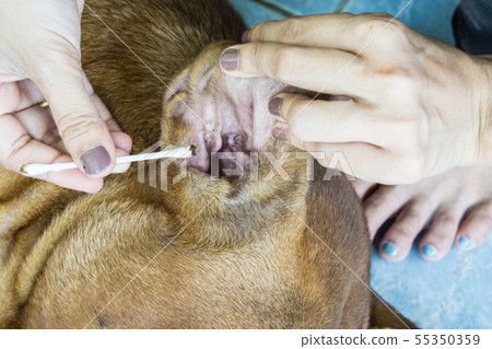 Female hand cleaning ear of dog from earwax. 55350359