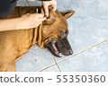 Female hand cleaning ear of dog from earwax. 55350360