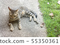 Brown cat lay down on the floor. 55350361