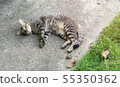 Brown cat lay down on the floor. 55350362