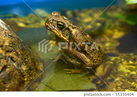 True toad True toad 55350404