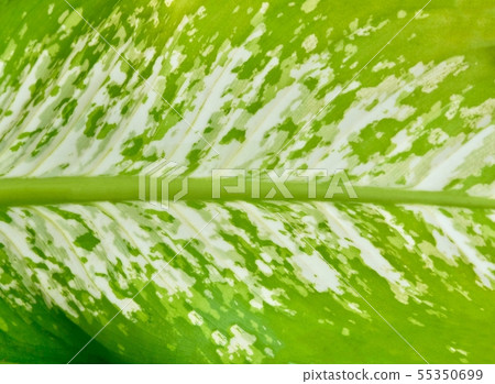 Beautiful Dumb Cane Leaves or Dieffenbachia Leaves 55350699