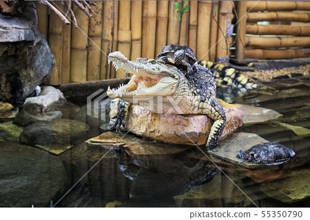 Crocodile with turtles Crocodile with turtles 55350790