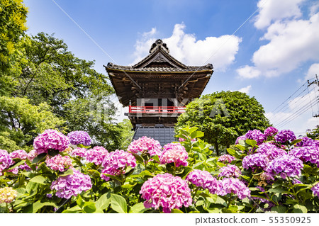 Hydrangea temple Nogoji Kumagaya 55350925