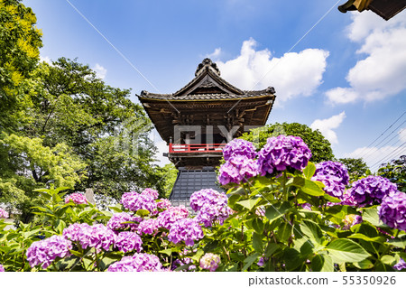 Hydrangea temple Nogoji Kumagaya Hydrangea temple Nogoji Kumagaya 55350926