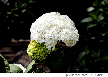 Hydrangea temple Nogoji Kumagaya Hydrangea temple Nogoji Kumagaya 55350955