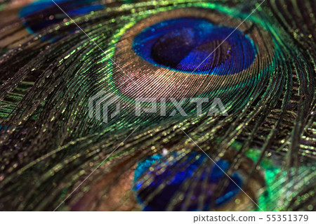 Beautiful peacock feather background. Closeup texture Beautiful peacock feather background. Closeup texture 55351379