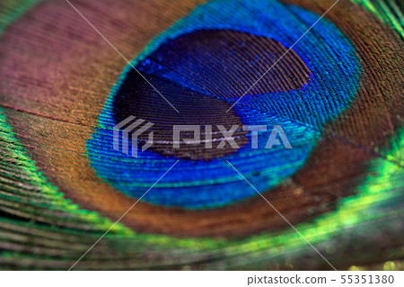 Beautiful peacock feather background. Closeup texture 55351380
