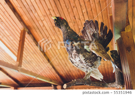 Stuffed pheasant and rooster looking at corn. Stuffed pheasant and rooster looking at corn. 55351946