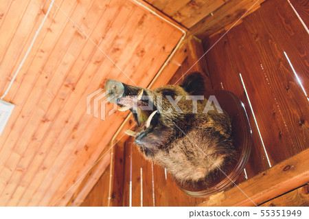 Heads of a stuffed wild boar in the hunter s house. Heads of a stuffed wild boar in the hunter s house. 55351949