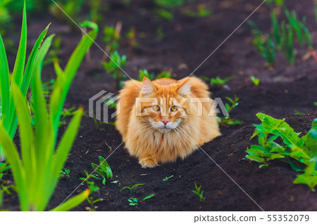 Red green-eyed cat resting on the green grass. Red green-eyed cat resting on the green grass. 55352079