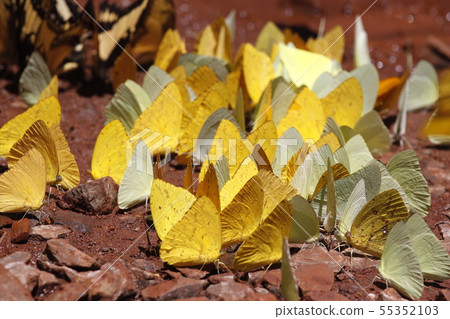 Many yellow and black pieridae butterflies gathering water on floor mud. Butterflies are feeding Many yellow and black pieridae butterflies gathering water on floor mud. Butterflies are feeding 55352103