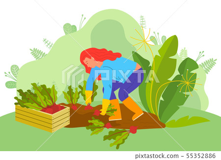 Farming Woman with Beetroots Farmer on Farm Vector Farming Woman with Beetroots Farmer on Farm Vector 55352886