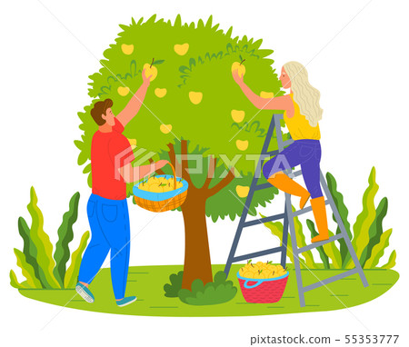 Harvesting Farmers Man and Woman Picking Pears Harvesting Farmers Man and Woman Picking Pears 55353777