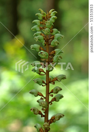 Flower of Oninoyagara Tadami Town, Fukushima Prefecture 55353933