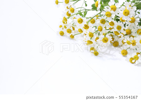 Matriarcharia 55354167