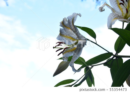 Mountain lily 55354473