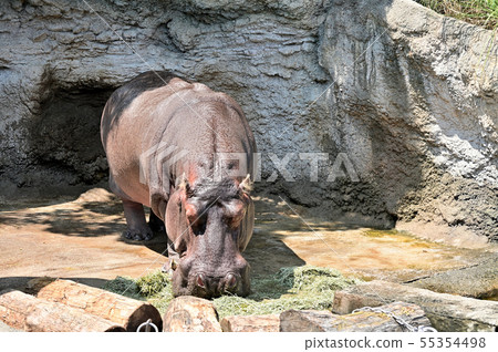 河馬在吃飯天王寺動物園 55354498