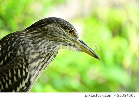 night heron (juvenile) Tennoji Zoo 55354503