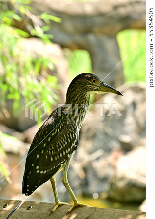 夜鷺（幼年） 天王寺動物園 55354505