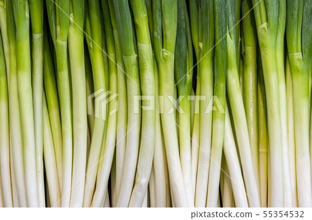 在領域收穫的新鮮的春天蔥 在領域收穫的新鮮的春天蔥 55354532