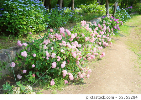 Pink Annabelle Flower Pink Annabelle Flower 55355284