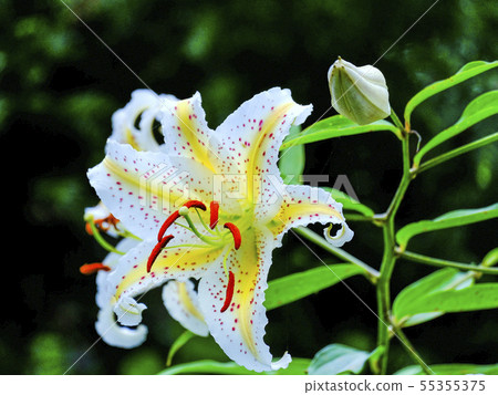 Yama Yuri（黑色背景） 55355375