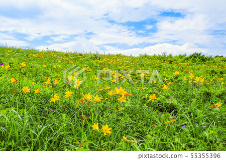 A field that blooms 55355396