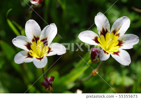 Spalaxis(Dytheens虹膜)花 Spalaxis(Dytheens虹膜)花 55355673