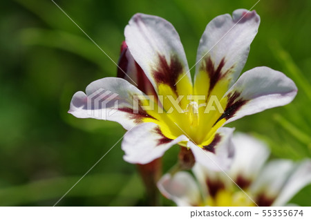 Spalaxis(Dytheens虹膜)花 Spalaxis(Dytheens虹膜)花 55355674