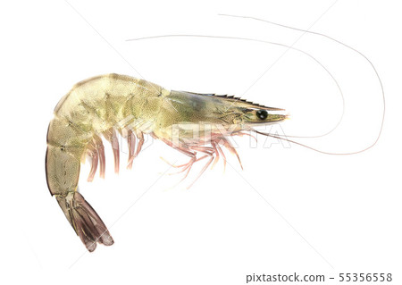 pacific white shrimp isolated on white background 55356558