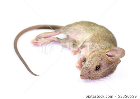 Dead rat (Mouse), Isolated on White Background. 55356559
