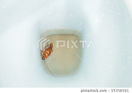 The cockroaches fall to death in the toilet. The cockroaches fall to death in the toilet. 55356581