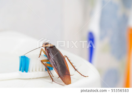 Cockroaches are on the toothbrush in the bathroom, Cockroaches are on the toothbrush in the bathroom, 55356583