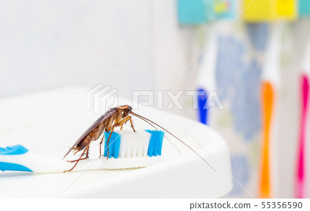 Cockroaches are on the toothbrush in the bathroom, Cockroaches are on the toothbrush in the bathroom, 55356590
