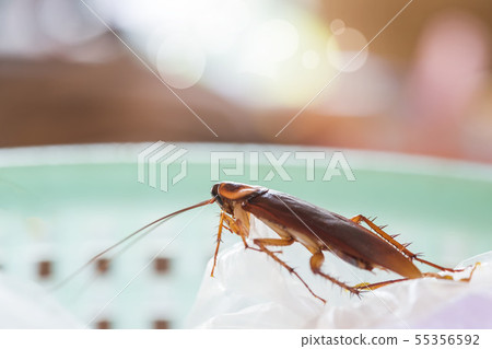 The problem in the house because of cockroaches The problem in the house because of cockroaches 55356592