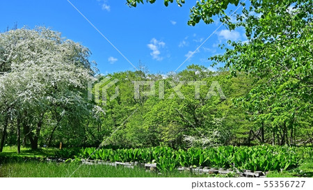 Scenery @ Hokkaido of forest park wrapped in fresh green Scenery @ Hokkaido of forest park wrapped in fresh green 55356727