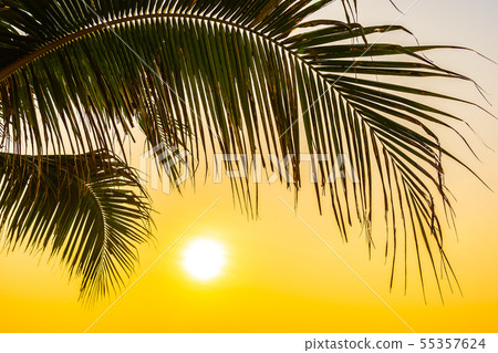 Beautiful outdoor nature with coconut leaf with sunrise or sunset time 55357624